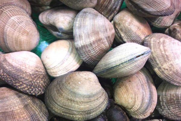 Almeja fina o de cuchillo