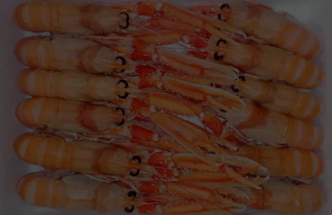 Congelados